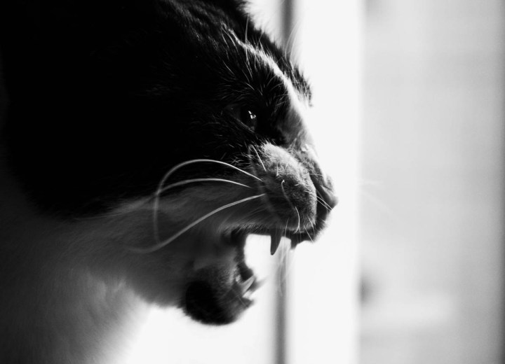 angry cat