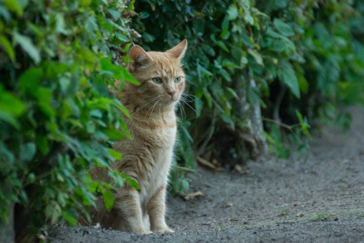 beautiful orange cat