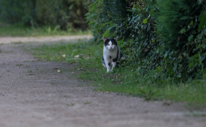 black and white cat in the gardens