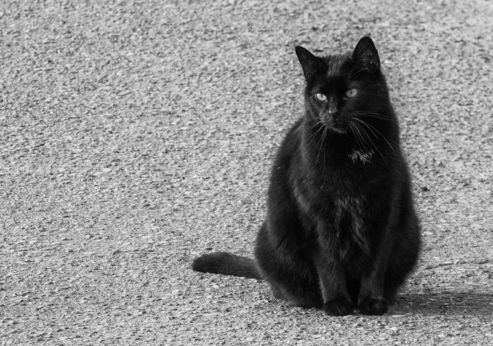 black outdoor cat