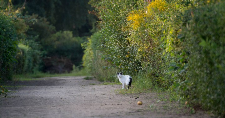 shy cat wants me to keep distance
