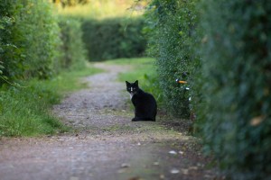 a black garden cat