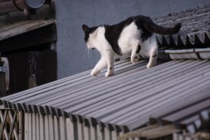 another cat on the roof