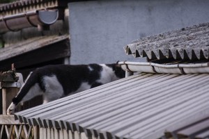 another cat on the roof