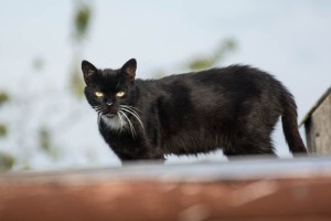 black and white cat on the roof