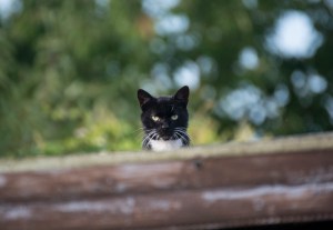 black and white cat on the roof