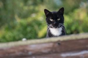 black and white cat on the roof