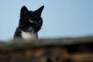black and white cat on the roof