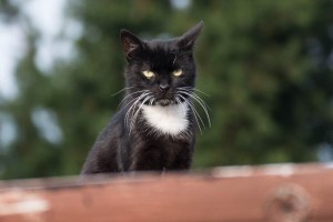 black and white cat on the roof