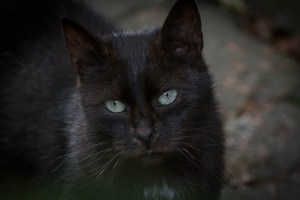 black cat close-up
