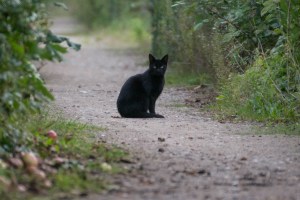 black cat prefers distance