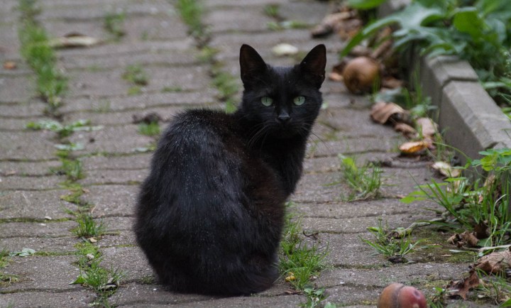 black kitty first photo