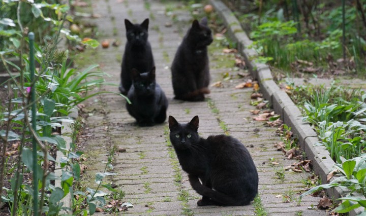 black kitty gang