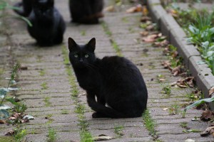 black kitty gang