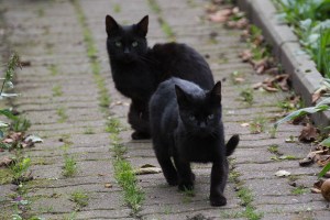 black kitty gang