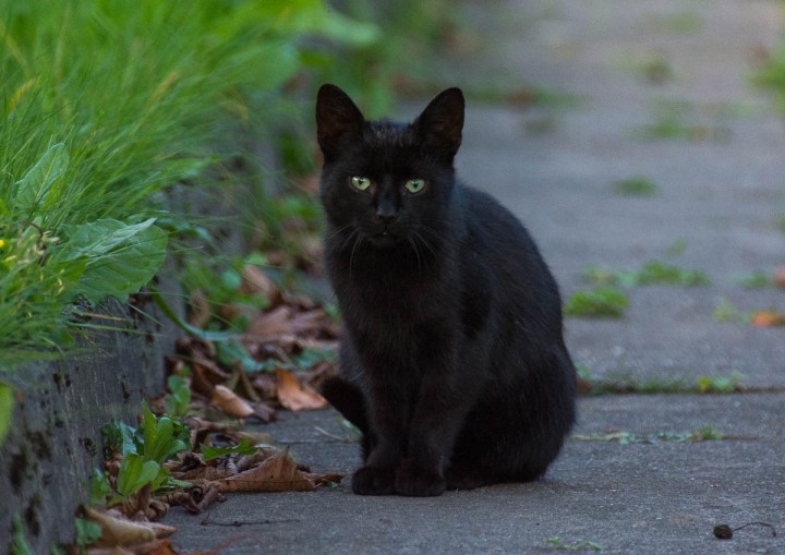 black kitty