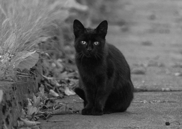 black kitty