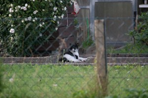 cat behind the fence