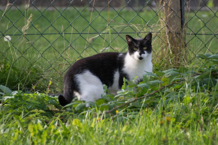 cautious tuxedo cat