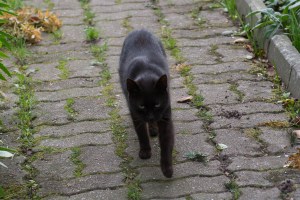 different black cats