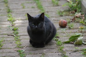 different black cats