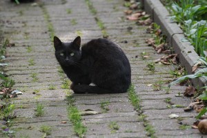 different black cats