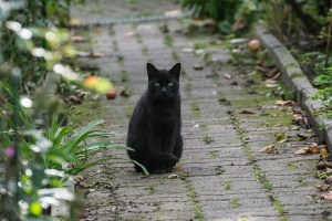 different black cats