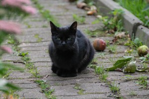 different black cats