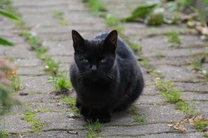 different black cats