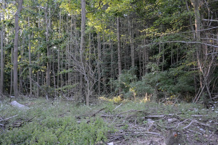 forest before editing