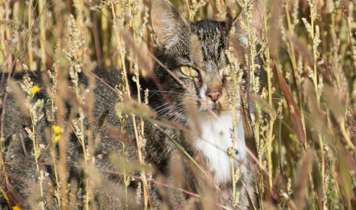 hidden tabby cat