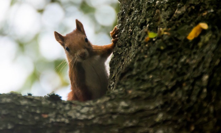 squirrel close-up