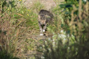 tabby cat in the garden