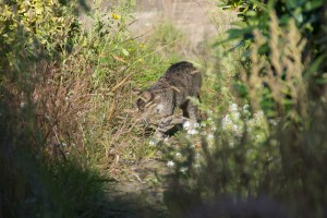 tabby cat in the garden