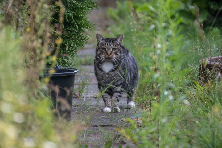 tabby cat looks like a lion