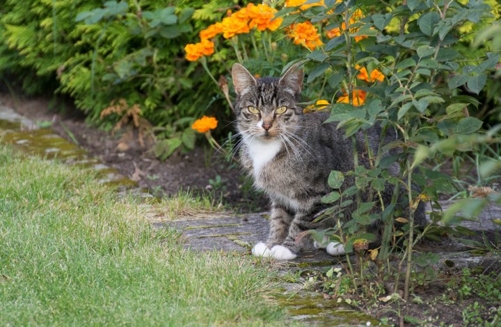 tabby cat near a flowerbed