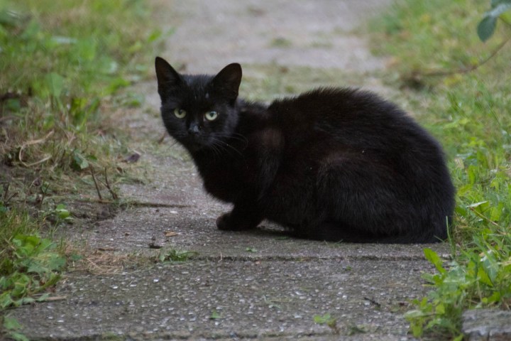 small black cat
