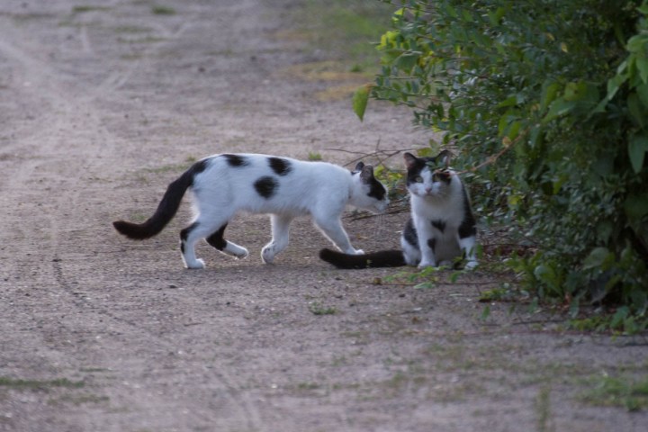 two tuxedo cats