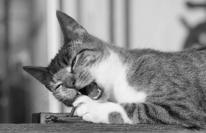 beautiful tabby cat photo