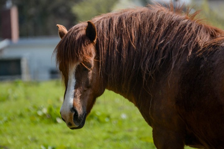 brown horse