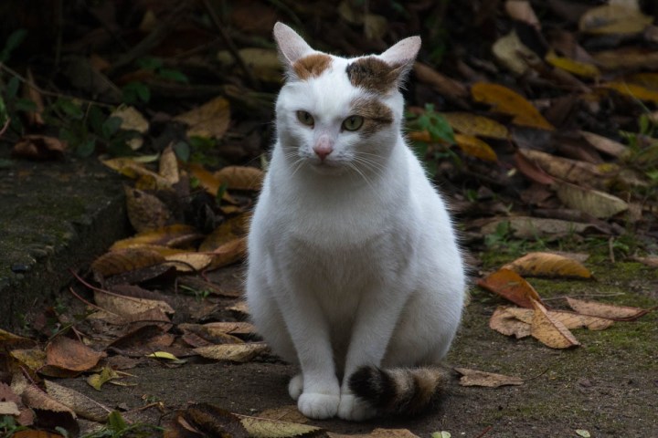 beautiful cat in the gardens