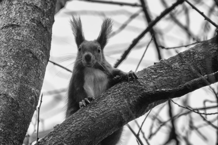 Black and White Squirrel Photo