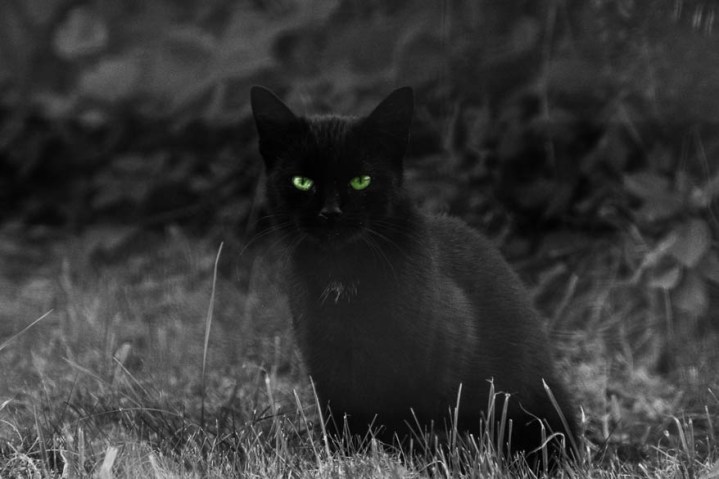 black cat with green eyes
