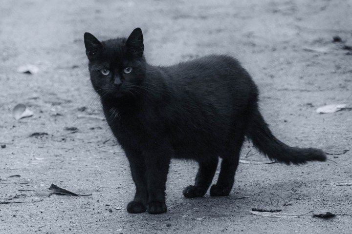 black kitty photo