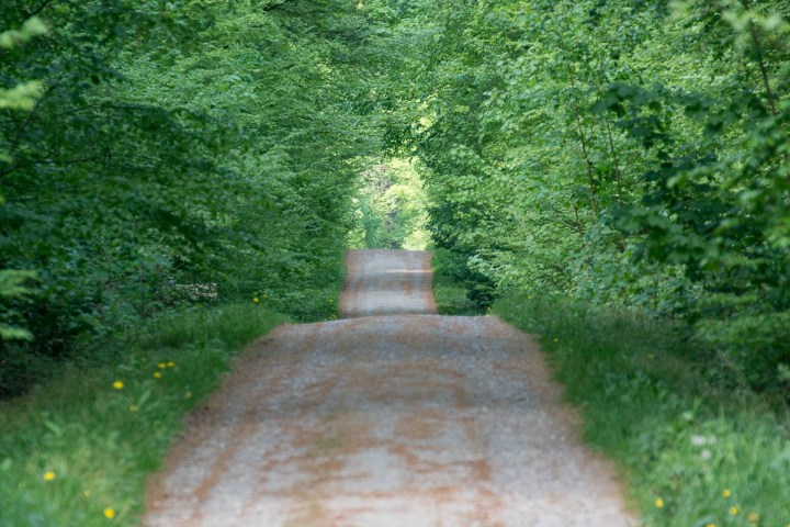 Forest Path