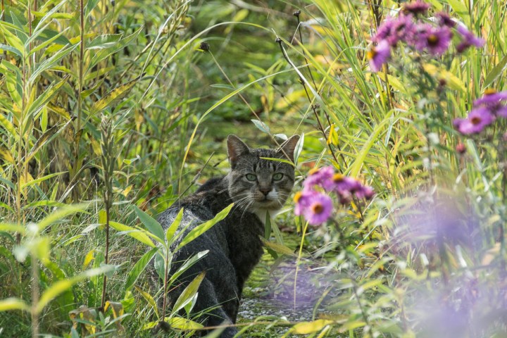 tabby in the jungle