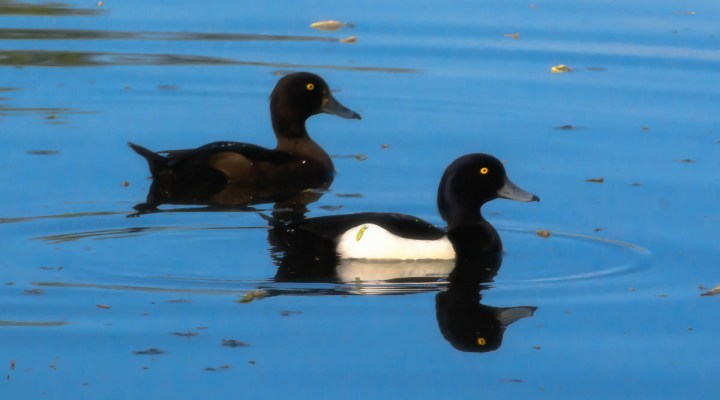 Tufted duck