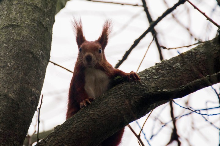 Winter Squirrel Photo