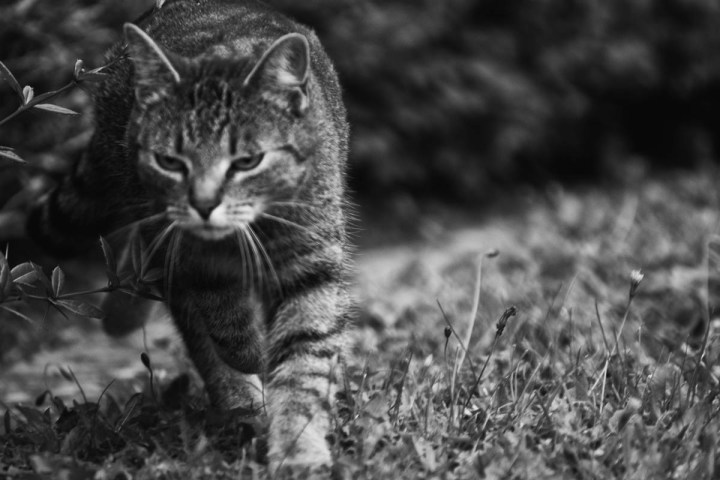 Black and White Photo of a Tabby Cat