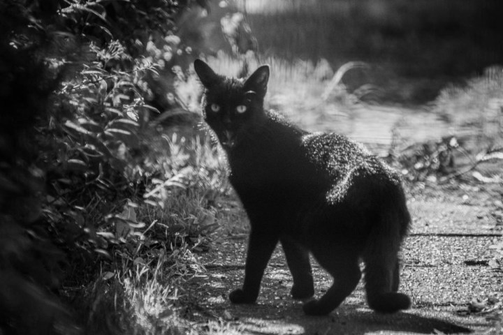 black cat in black and white